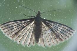 Image of Many-plume Moths