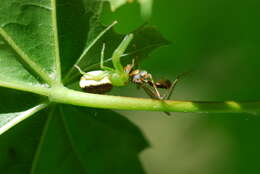 Image of Diaea dorsata (Fabricius 1777)