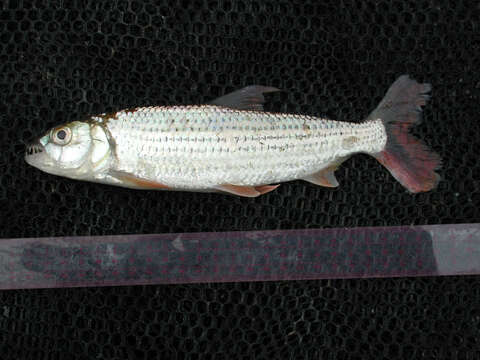 Image of Characin