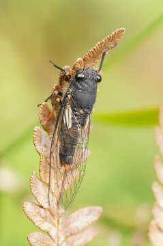 Image of Yoyetta hunterorum (Moulds 1988)