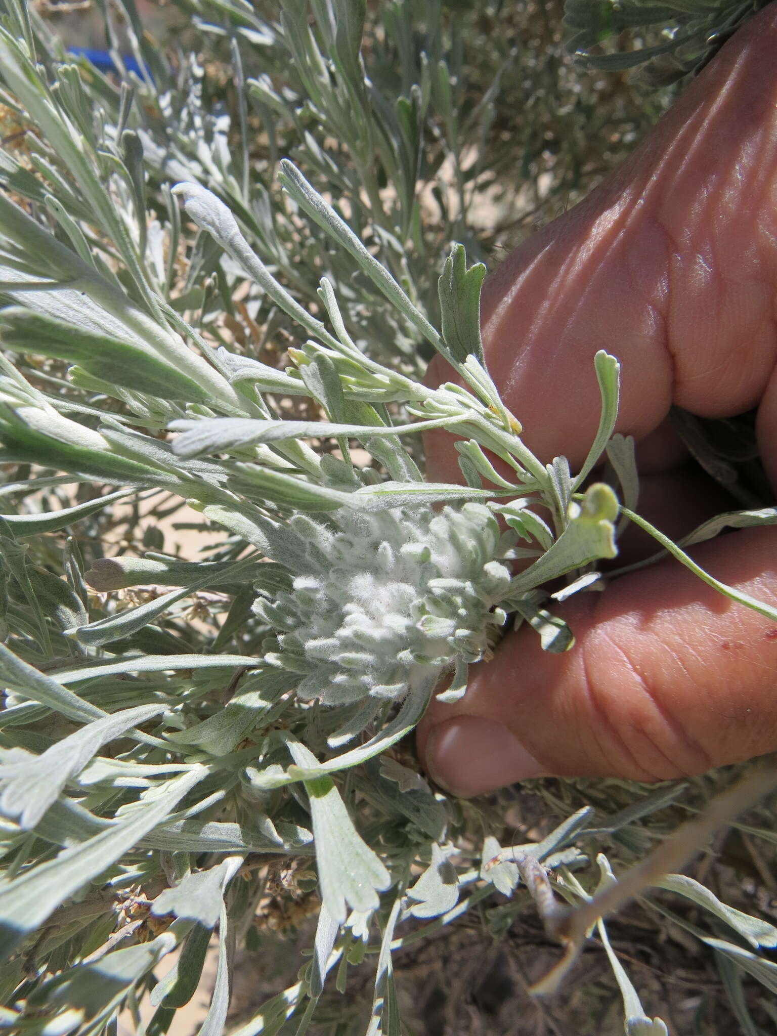 Plancia ëd Rhopalomyia anthoides Gagne 1983