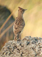 Image of Angola Lark