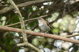 Image of Brown Scrub Robin