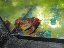 Image de Procambarus clarkii