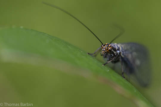 Image of Nothochrysa