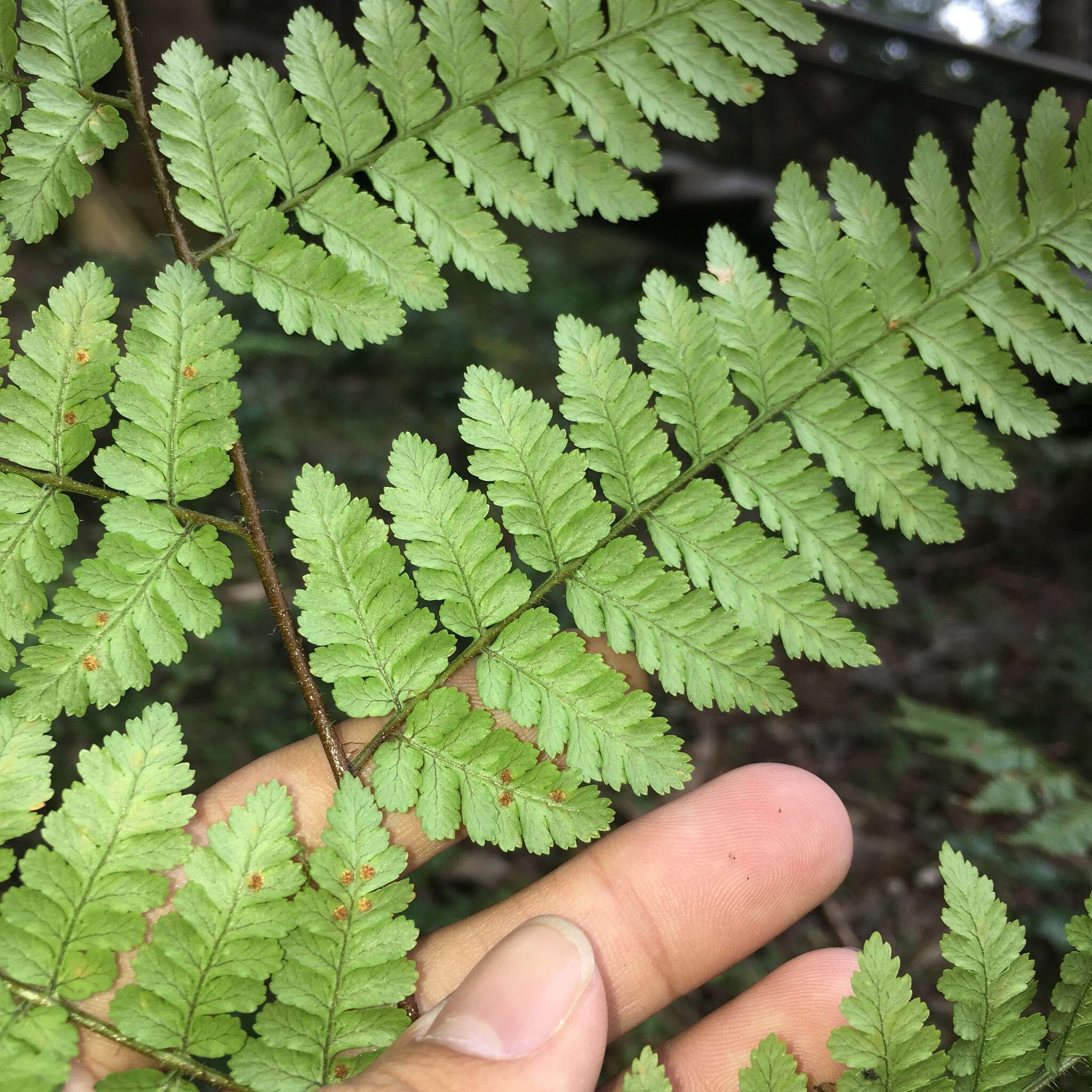 Sivun Dryopteris hendersonii (Bedd.) C. Chr. kuva