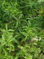 Image of Ideopsis similis Linnaeus 1758