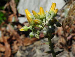 Plancia ëd Dudleya cymosa subsp. crebrifolia K. M. Nakai & Verity