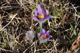 Image of Greater Pasque Flower