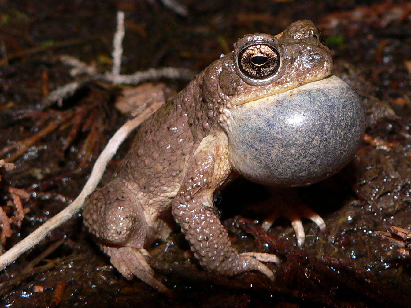 صورة Anaxyrus punctatus (Baird & Girard 1852)