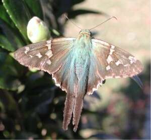 Image of Long-tailed Skipper