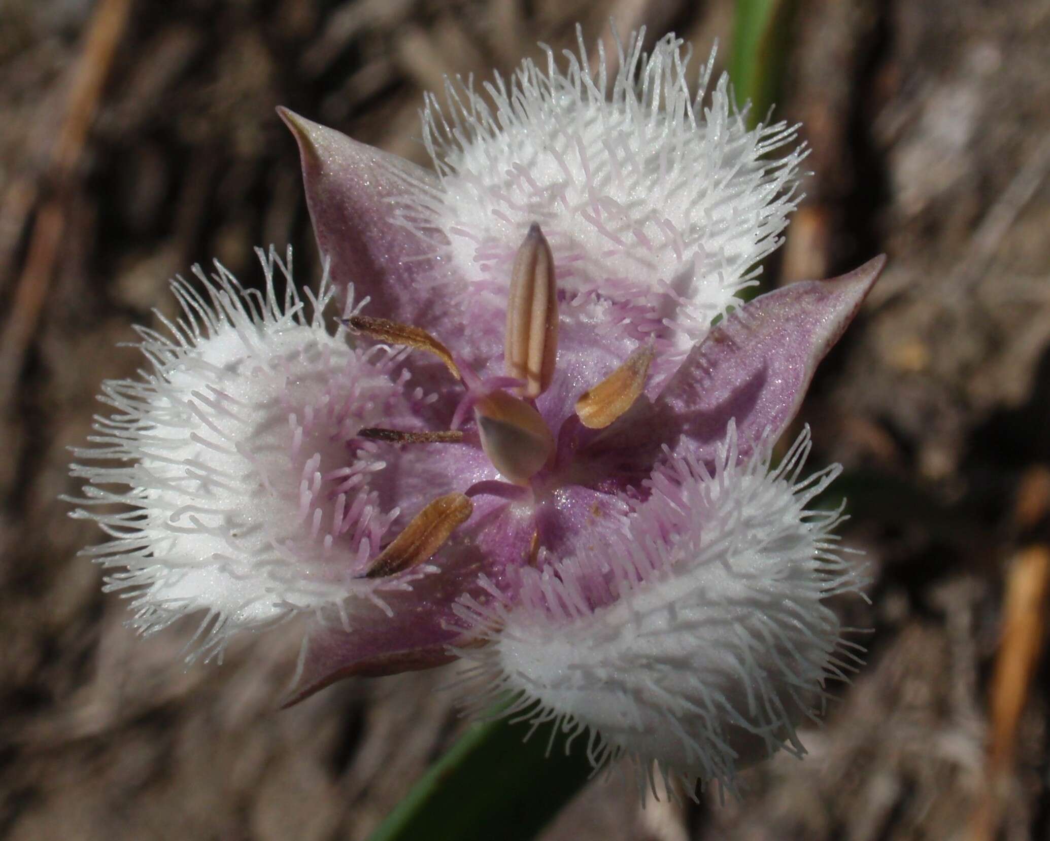 Imagem de Calochortus