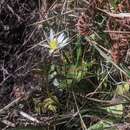 Image de Anemone decapetala Ard.