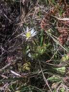 Imagem de Anemone decapetala Ard.