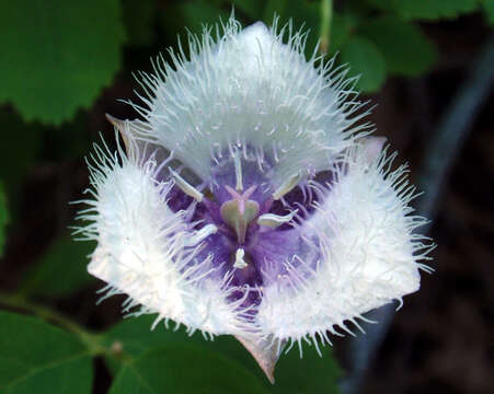 Image de Calochortus