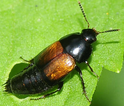 Image of Tachinus (Tachinus) fimbriatus Gravenhorst 1802