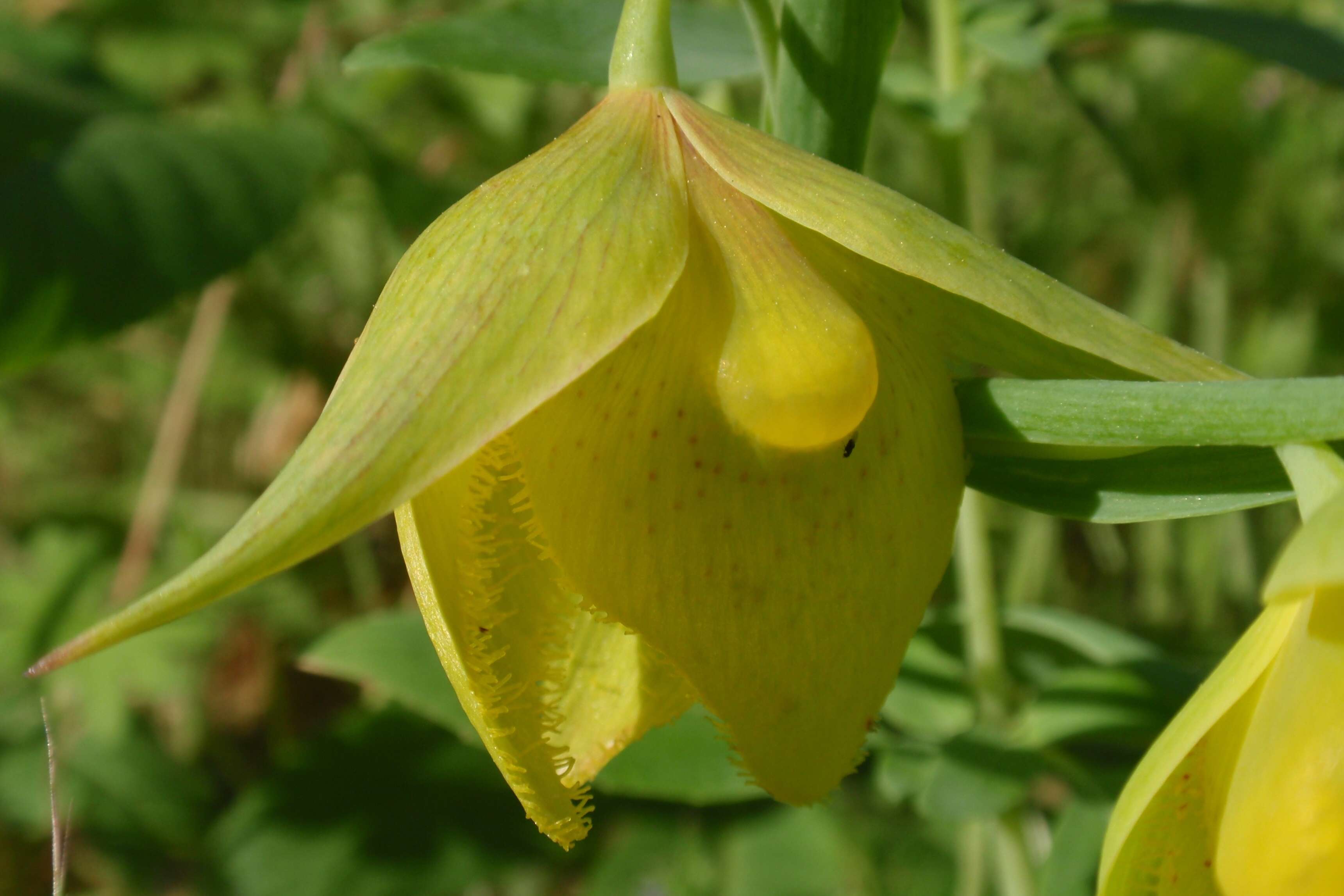 Слика од Calochortus pulchellus (Benth.) Alph. Wood