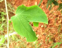 Passiflora mexicana A. Juss. resmi