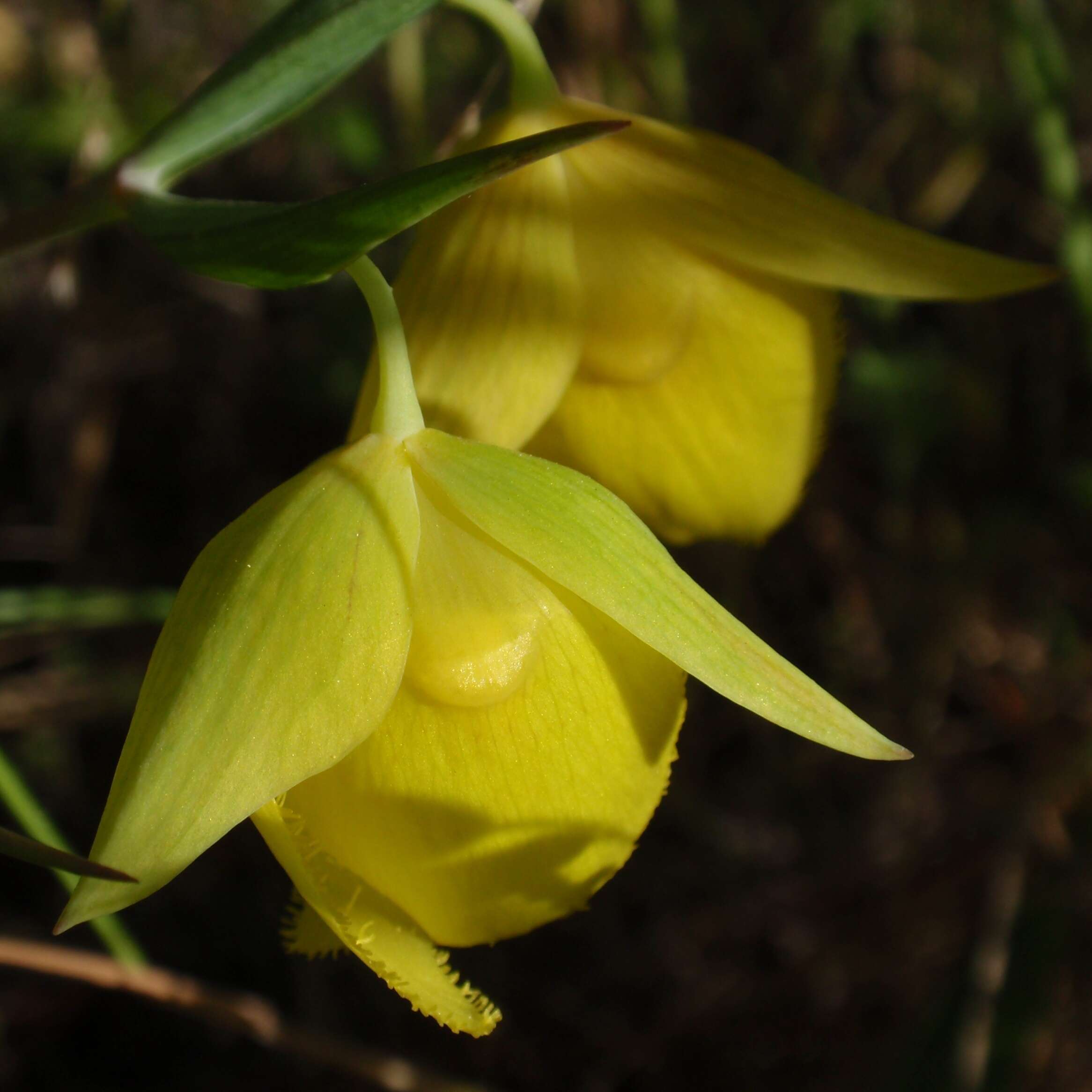 Слика од Calochortus pulchellus (Benth.) Alph. Wood