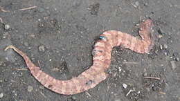 Image of Cottonmouth