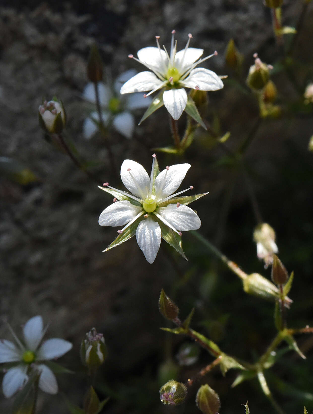 Image of brittle sandwort