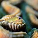 Image of Bluenose Goby