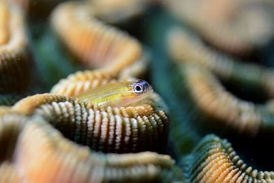 Image of Bluenose Goby