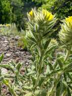 Image of Potentilla astracanica subsp. callieri (Th. Wolf) J. Soják