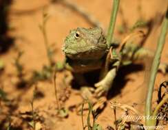 Image of Common Spiny Agama