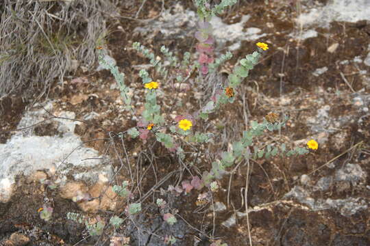 Coreopsis connata Cabrera的圖片