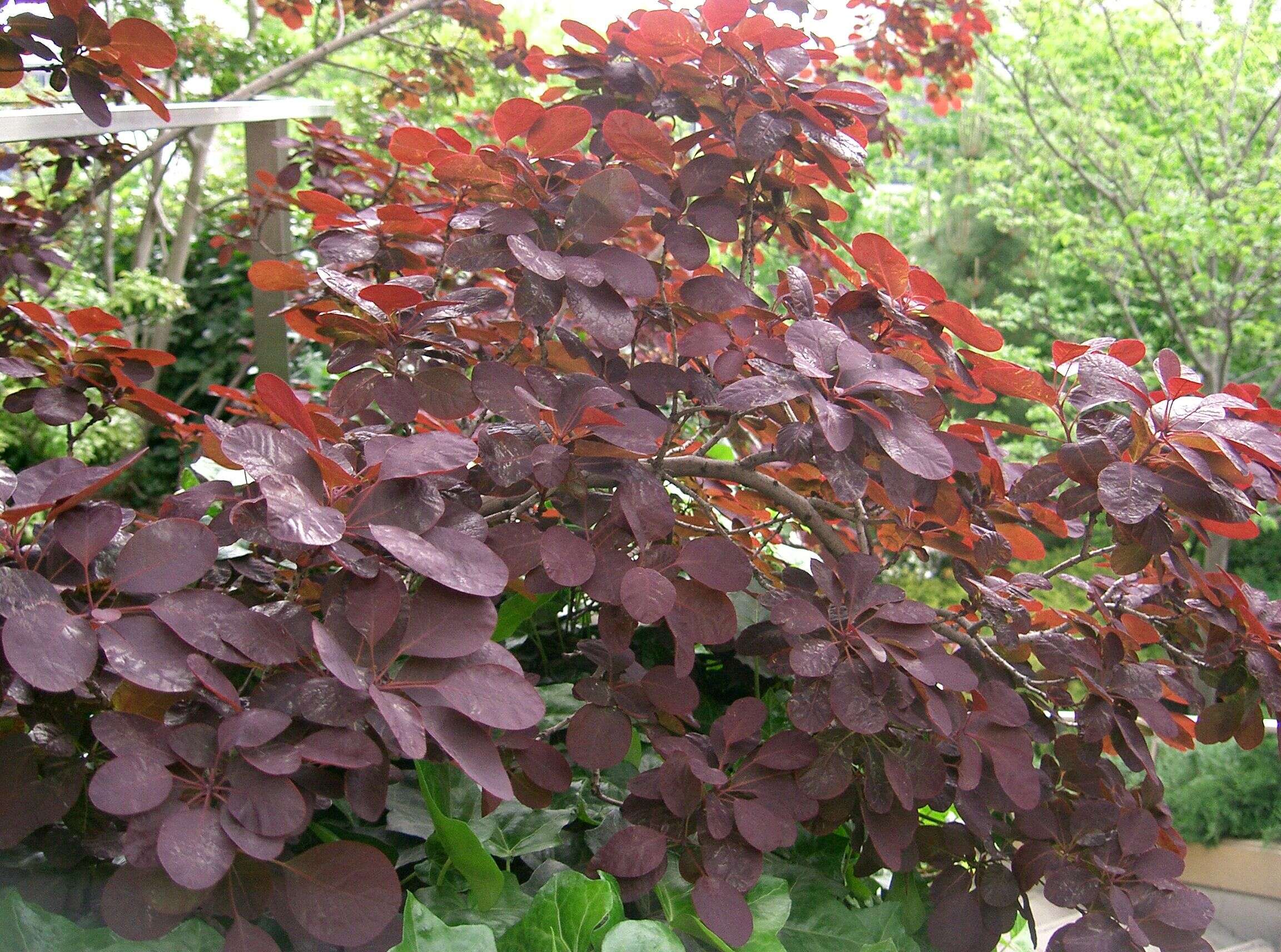 Image of European smoketree