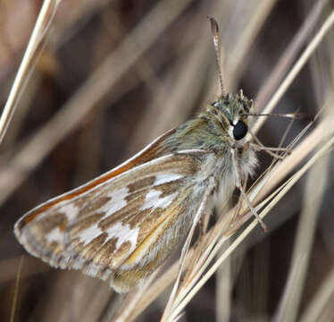 Image of Lindsey's Skipper