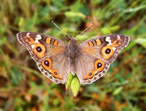 Image of Meadow Argus