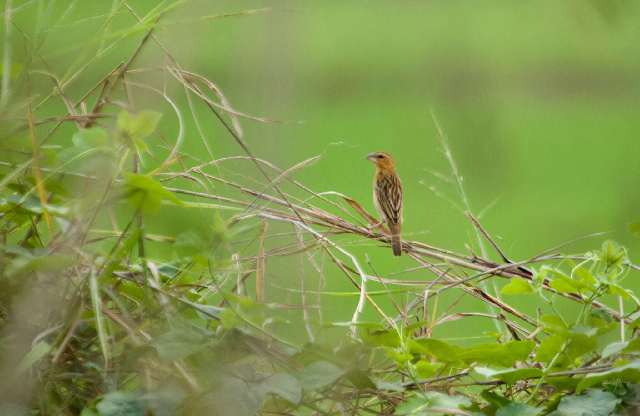 Image of Asian Golden Weaver