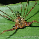 Image of Progonyleptoidellus striatus (Roewer 1913)