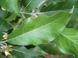 Image of autumn olive