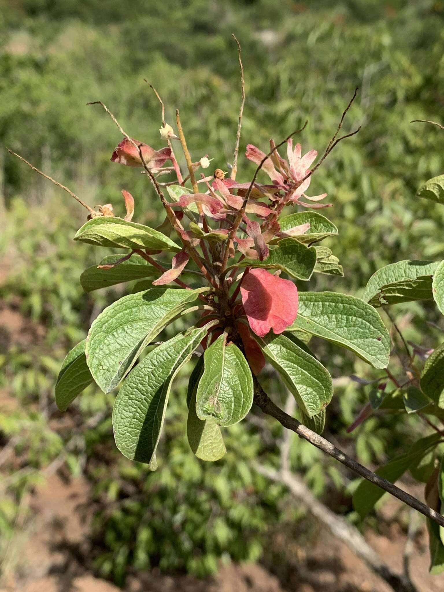 Sivun Terminalia phanerophlebia Engl. & Diels kuva