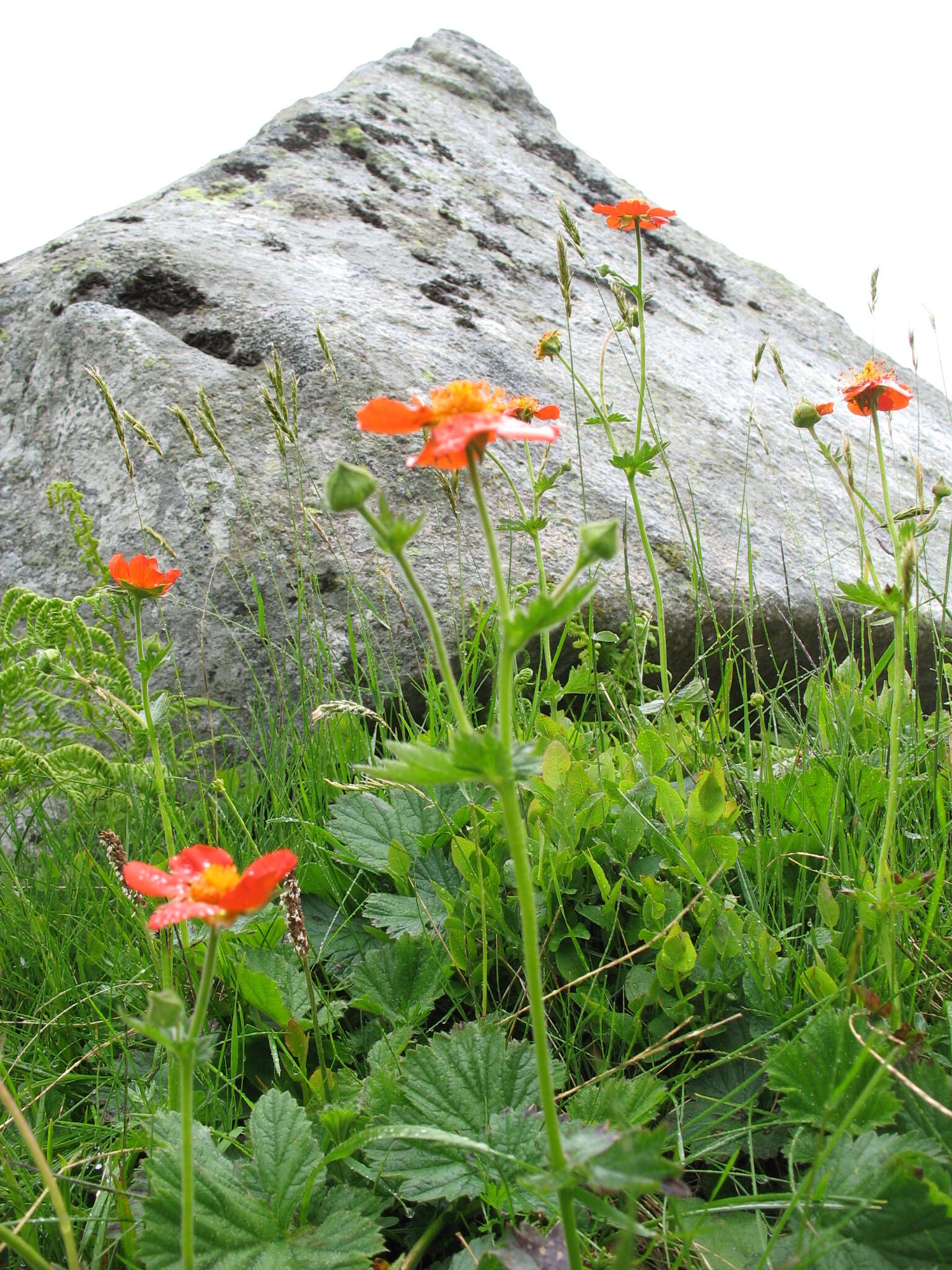 Image of Geum coccineum Sibth. & Sm.