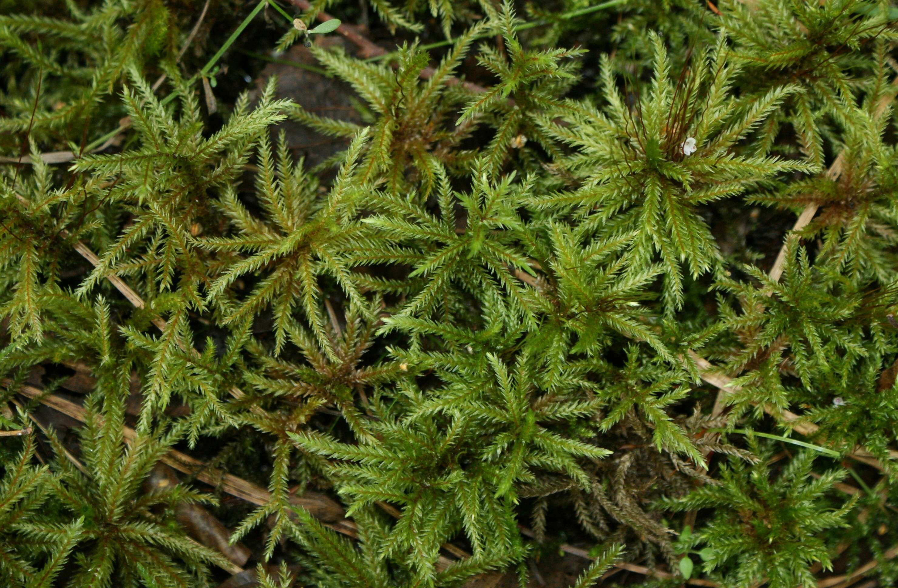 Image of tree climacium moss