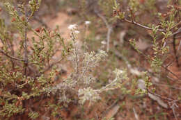 Image of Vittadinia dissecta (Benth.) N. Burb.