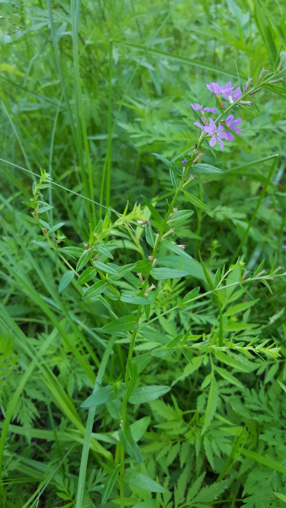 Image of winged lythrum