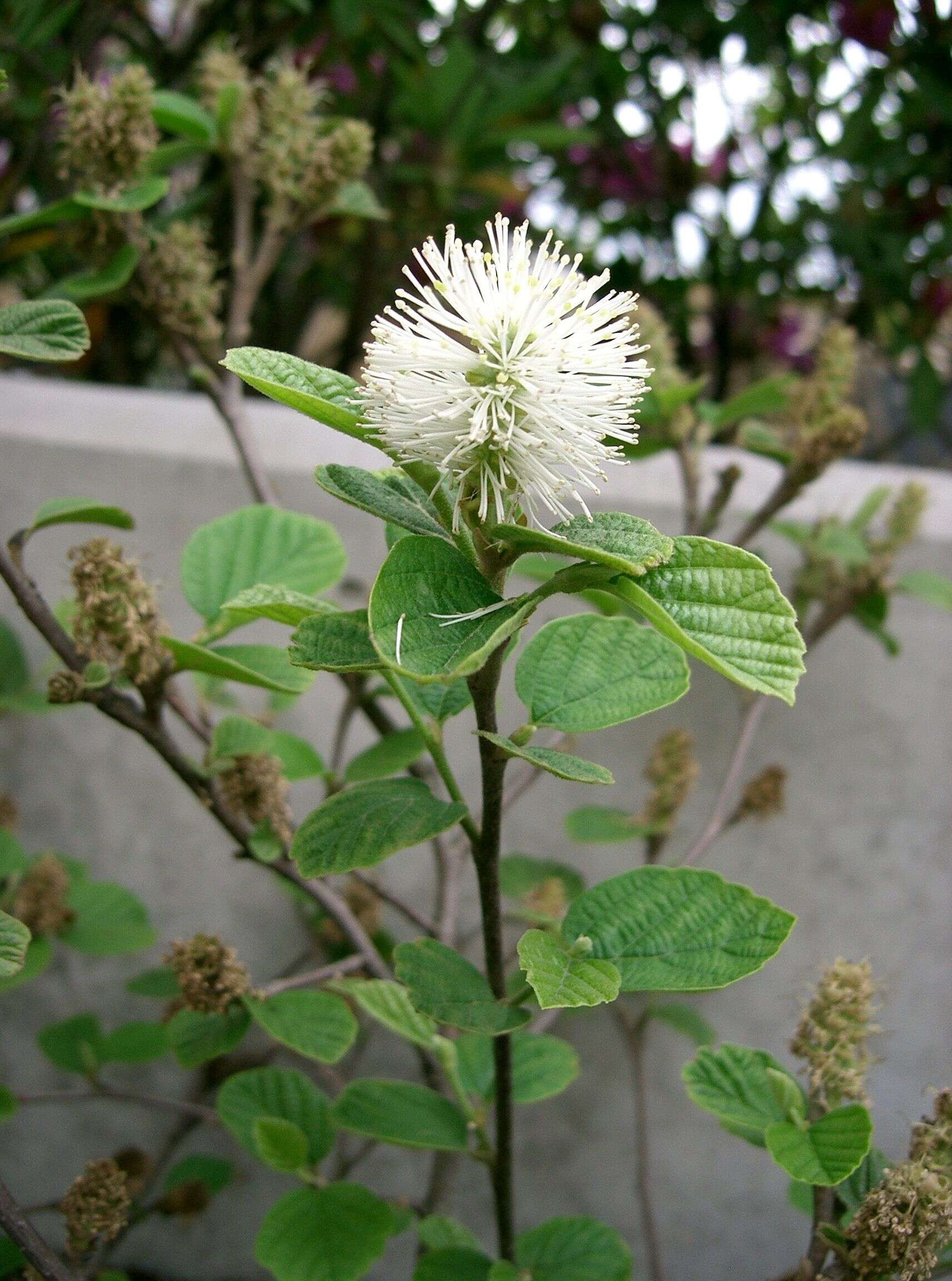 Imagem de Fothergilla major (Sims) Lodd.