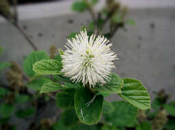 Imagem de Fothergilla major (Sims) Lodd.