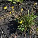 Image of Goodenia bellidifolia subsp. bellidifolia