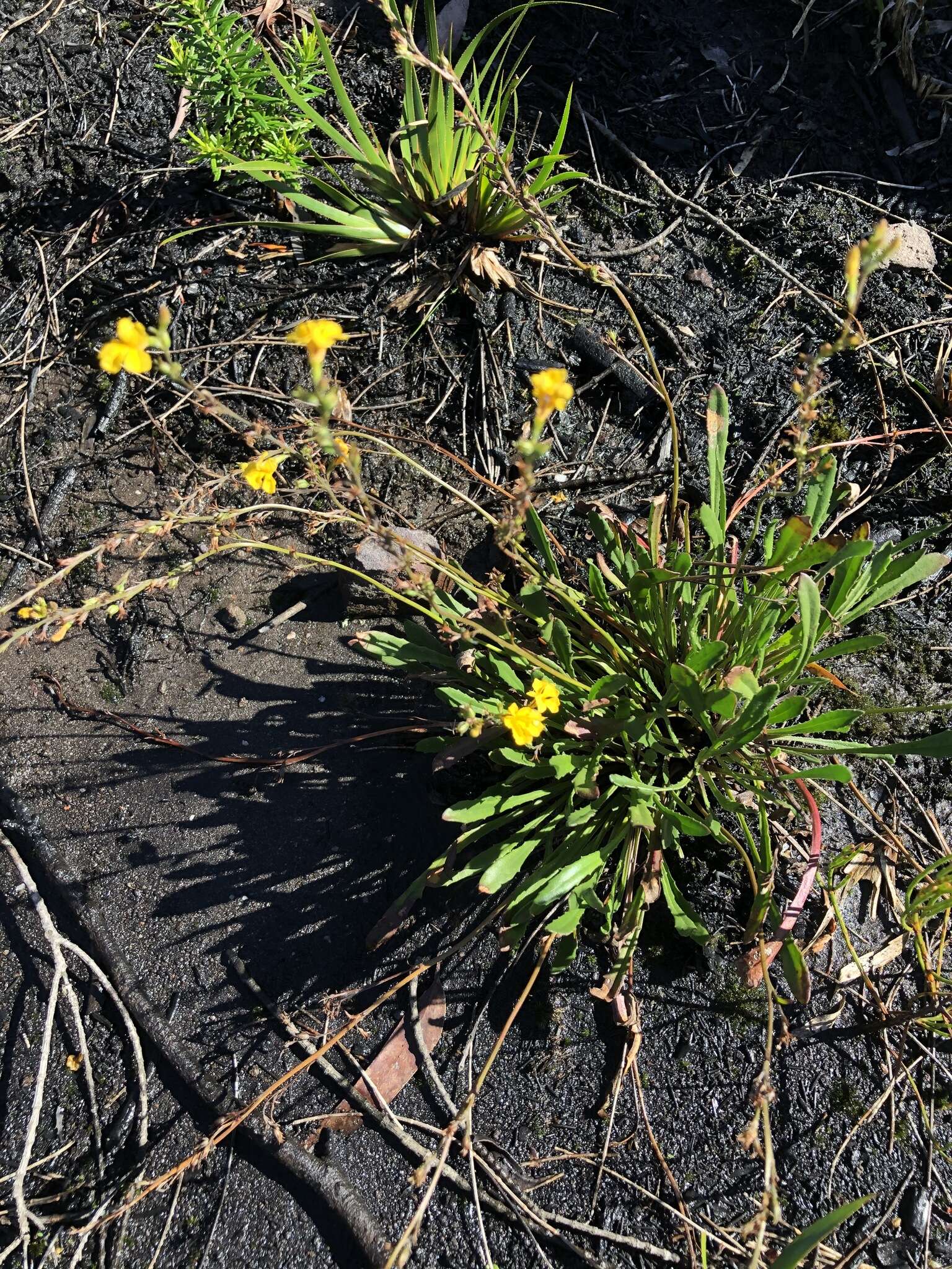 Image of Goodenia bellidifolia subsp. bellidifolia