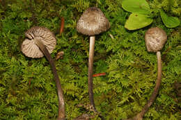 Image of Entoloma nodosporum (G. F. Atk.) Noordel. 1979