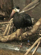 Image of Storm's Stork