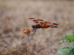 Celithemis eponina (Drury 1773) resmi