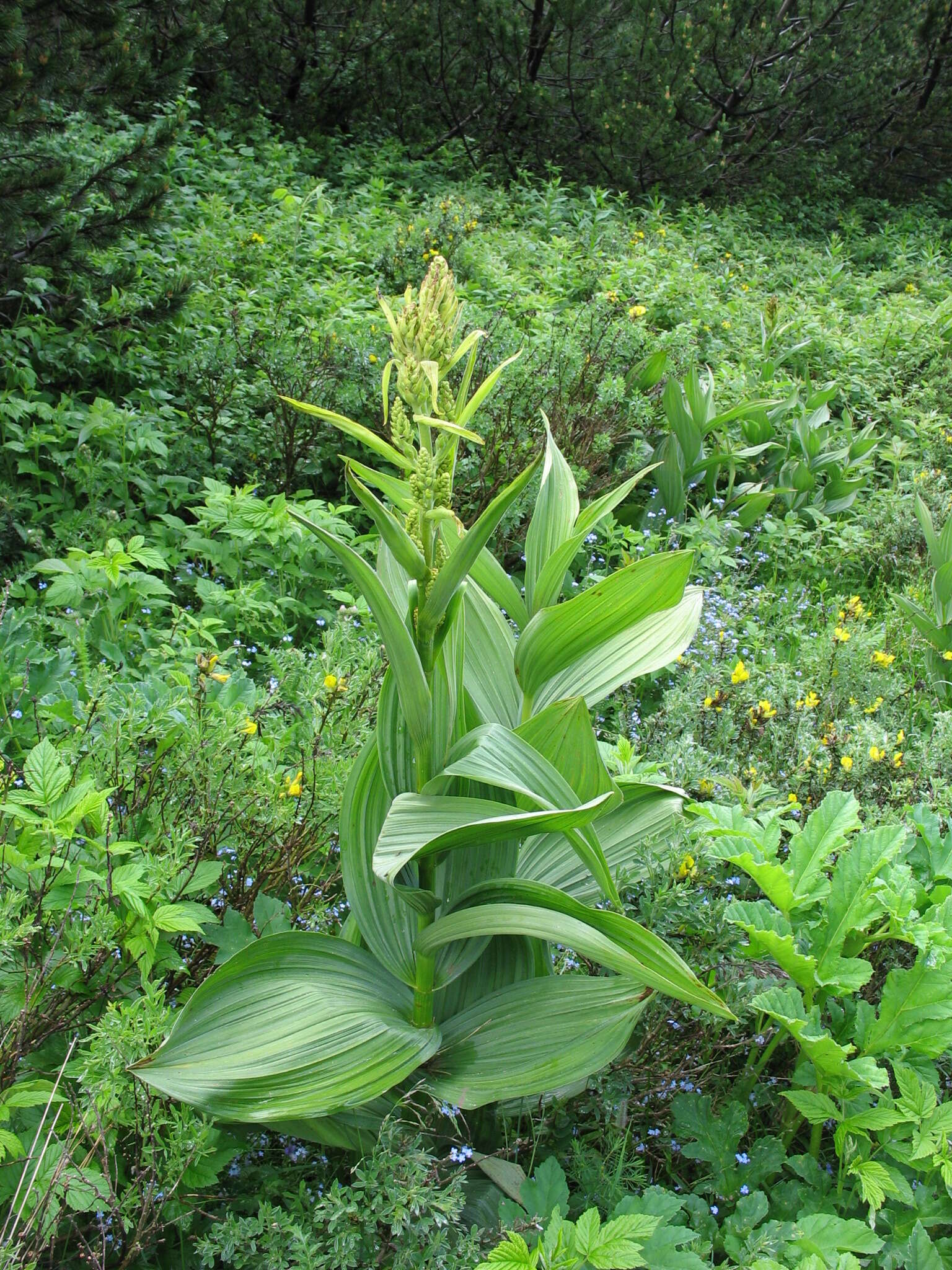 Image of European white hellebore