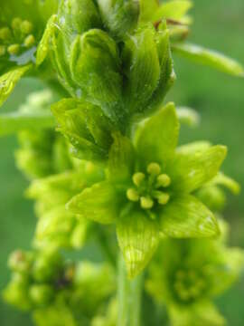 Image of European white hellebore